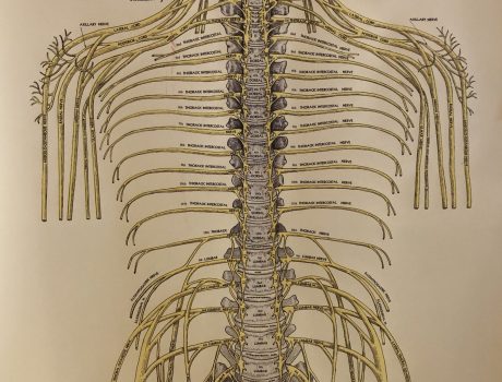 Fredy Heinzer – Cerebro Spinal System